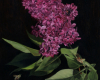 The Perfect Hue, Magenta lilac oil painting by Rebecca Luncan