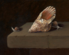shell and snails oil painting still life by Rebecca Luncan on copper