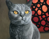 portrait oil painting of british shorthair cat by Rebecca Luncan