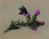 pipevine swallowtail and bull thistle, representational oil painting on copper by Seattle artist Rebecca Luncan