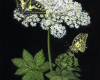 Old World Swallowtail, oil painting on aluminum by Rebecca Luncan still life painting