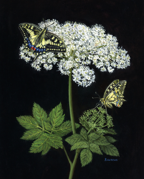 Old World Swallowtail, oil painting on aluminum by Rebecca Luncan still life painting