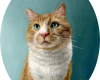 Cat portrait oil painting