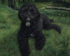 Portrait oil painting of black poodle, dog portrait by Rebecca Luncan