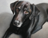 Old lab oil painting pet portrait by Rebecca Luncan
