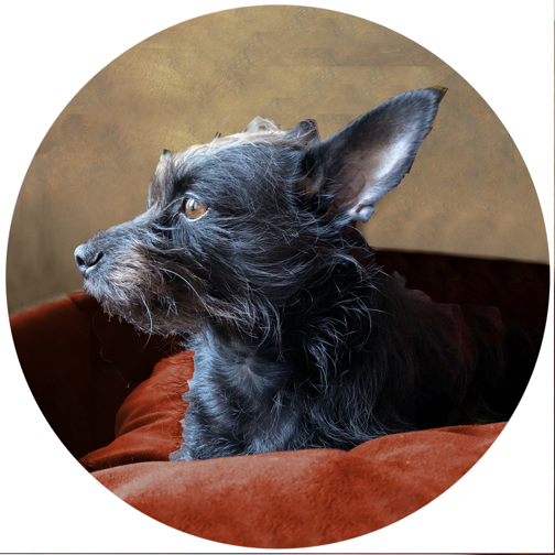 terrier mock up for pet portrait
