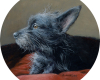 terrier pet portrait oil painting by Rebecca Luncan