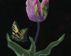 Western Tiger Swallowtail and Parrot Tulip botanical still life painting by Rebecca Luncan