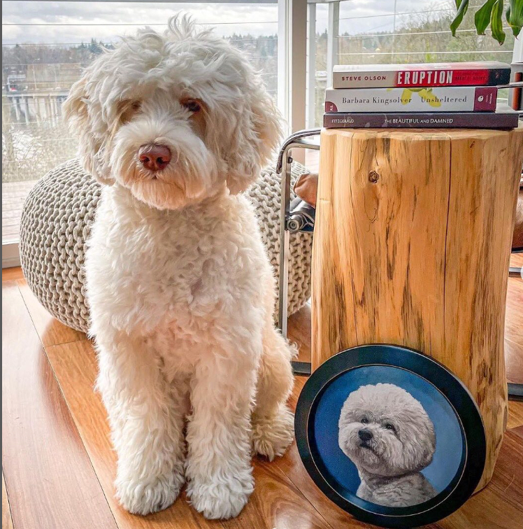 Bichon portrait painting by Rebecca Luncan