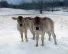 zebu calves in the snow, oil painting by Rebecca Luncan