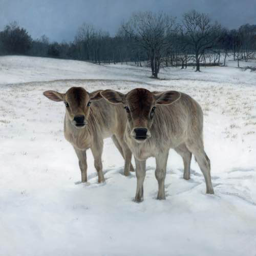 zebu calves in the snow, oil painting by Rebecca Luncan