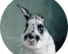 English spot rabbit miniature portrait by Rebecca Luncan