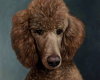 pet portrait red poodle portrait painting, oil on aluminum by Rebecca Luncan