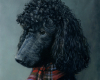 pet portrait black poodle portrait painting, oil on aluminum by Rebecca Luncan