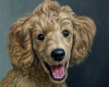 pet portrait miniature poodle portrait painting, oil on aluminum by Rebecca Luncan