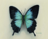 Oil painting of a Papilio ulysses swallowtail butterfly with iridescent turquoise-blue wings against a cream background