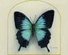 Oil painting of a Papilio ulysses swallowtail butterfly with iridescent turquoise-blue wings against a cream background